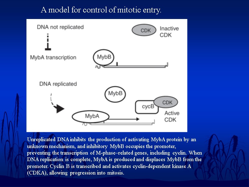 A model for control of mitotic entry.  Unreplicated DNA inhibits the production of